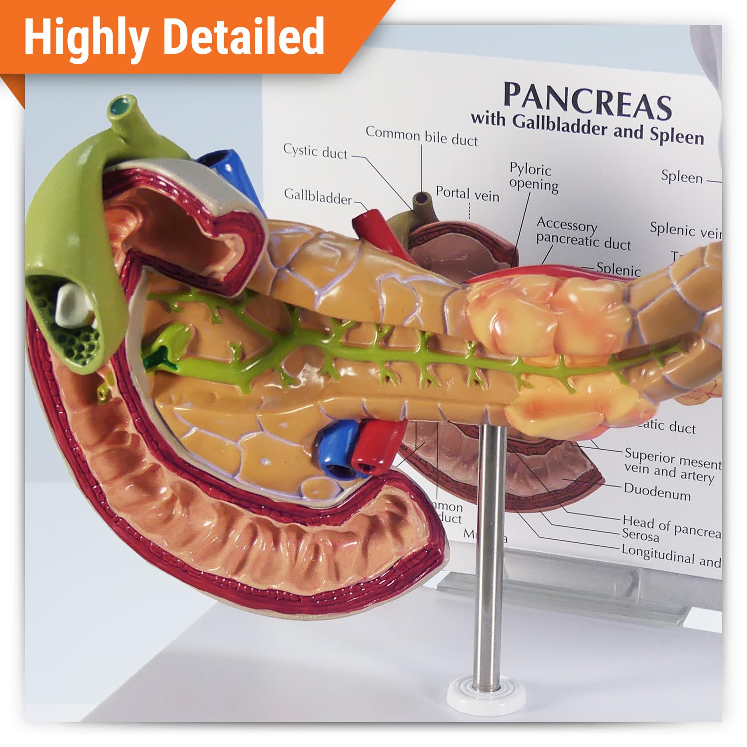 Amazon.co.jp: Pancreas Spleen Gallbladder 解剖学的モデル